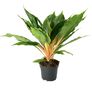 Princess Mabel, Spider Plant Seed - Packet thumbnail number null